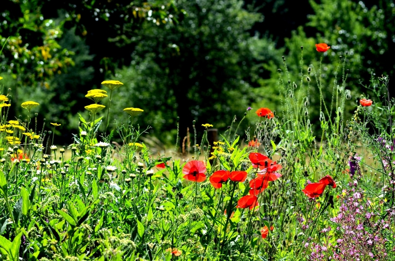 Natur- und Freizeit-Tipps im Juni: Tag der Artenvielfalt, Kölner Straßenbäume, Führung Botanischer Garten